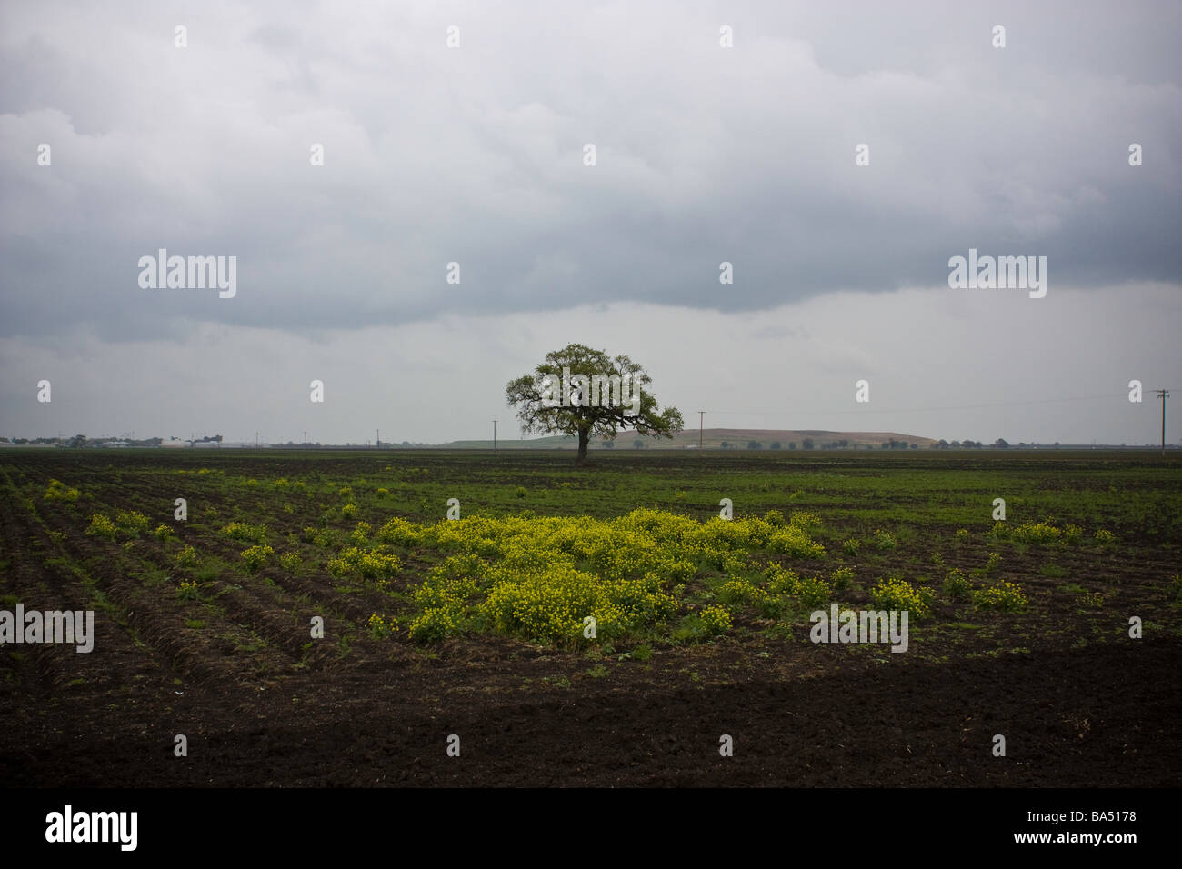Mustard tree hires stock photography and images Alamy