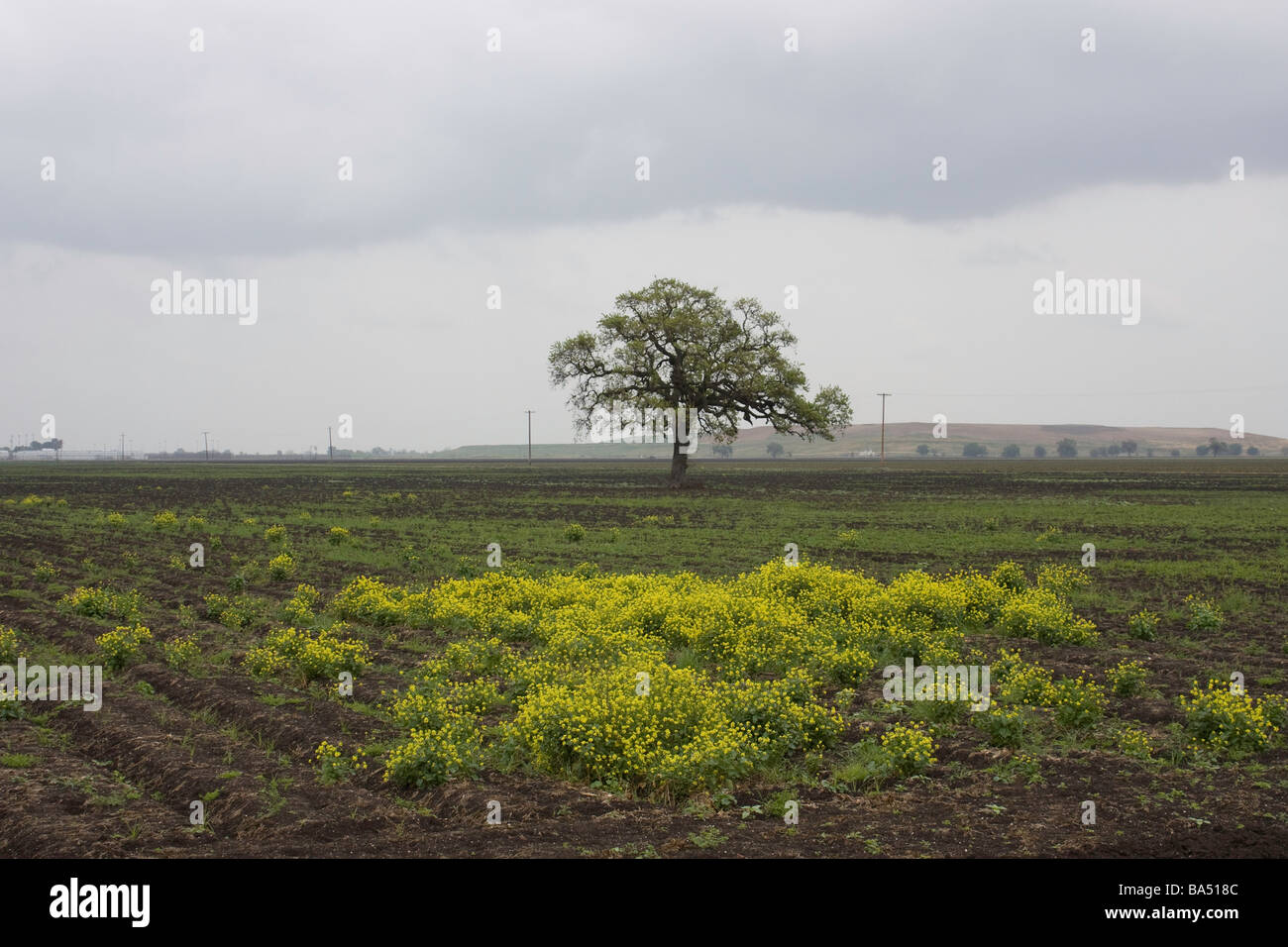Mustard tree hires stock photography and images Alamy