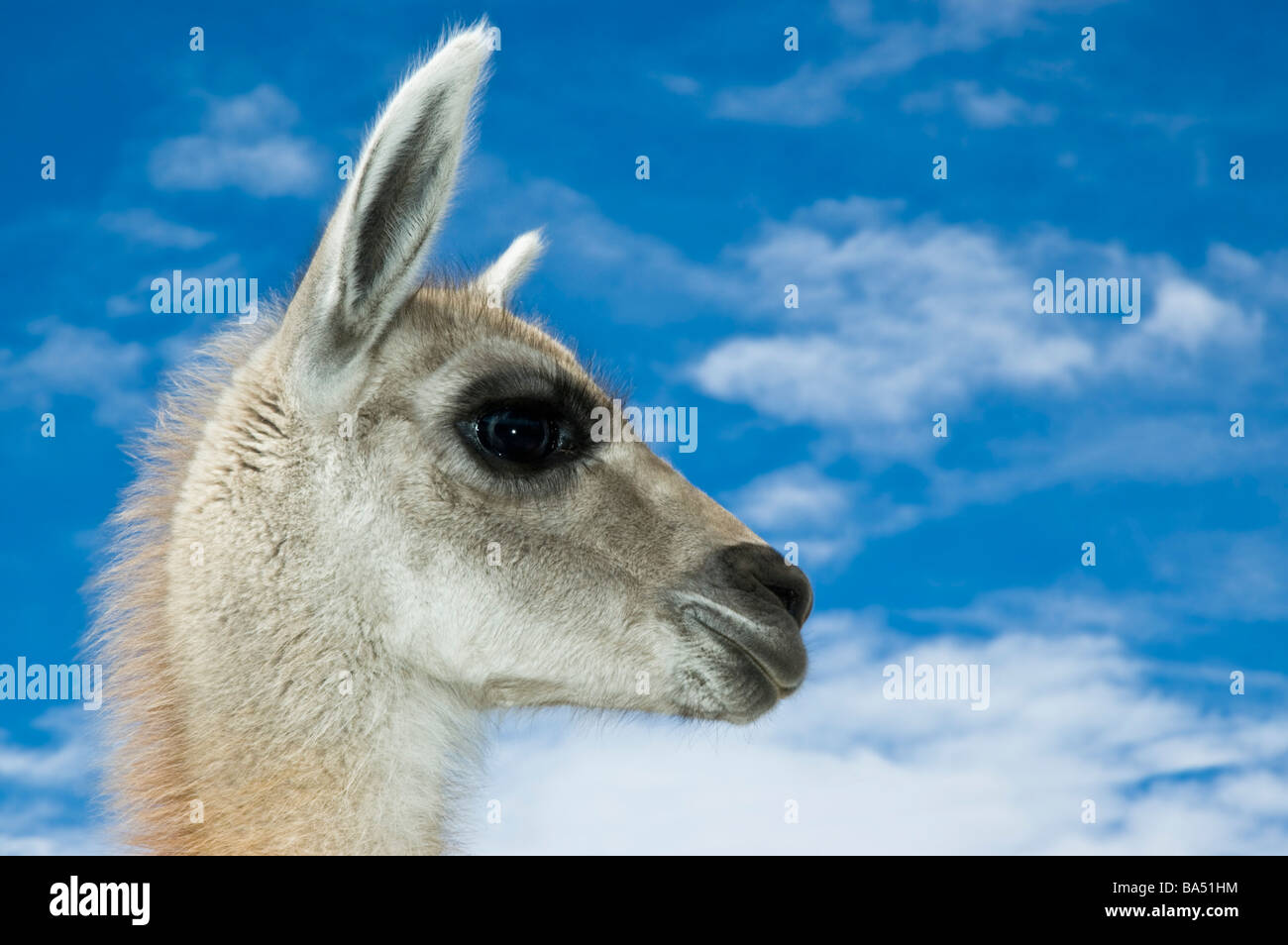 Guanaco (Lama guanicoe). Stock Photo