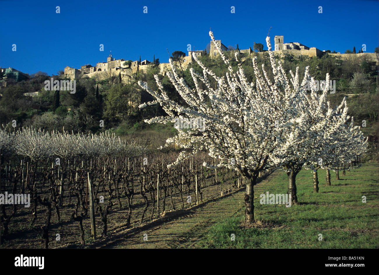 Spring Blossom & Cherry Trees in Orchard at Menerbes, Luberon Park, Provence, France Stock Photo