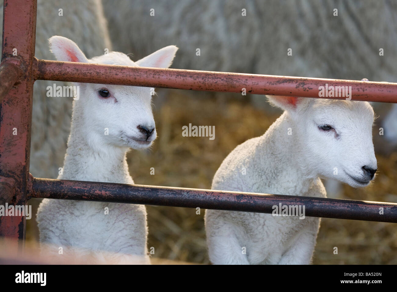 Two young lambs Stock Photo - Alamy