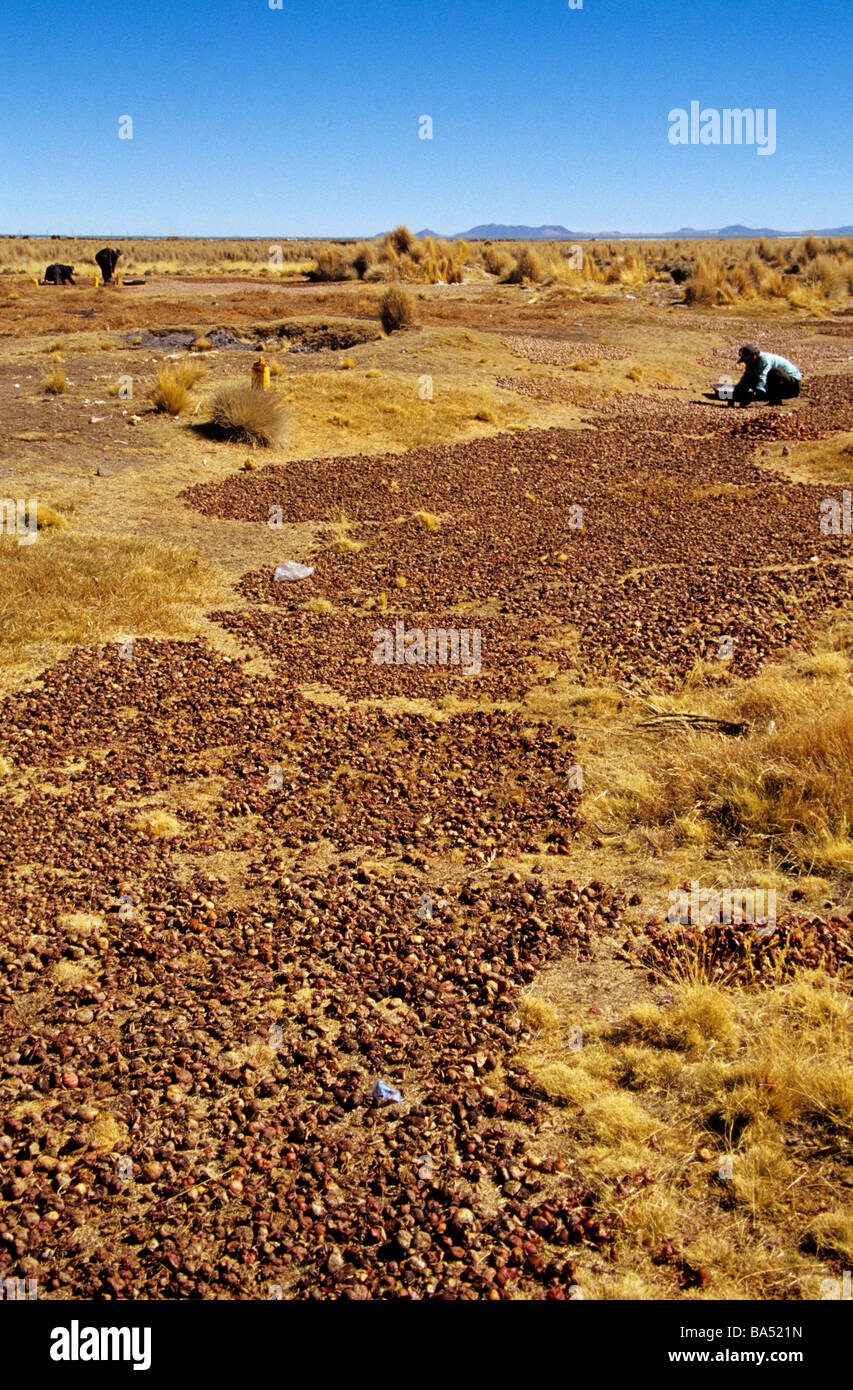 Aimara farmers collect chuño potatoes in the surroundings of Lake Poopó of western Bolivia. Stock Photo