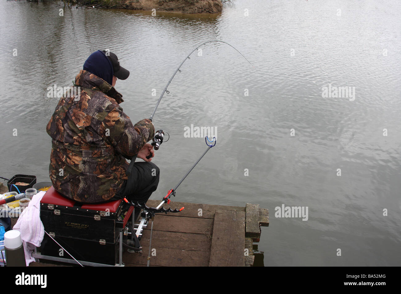 Angler playing large carp in commercial fishing pond in England. Stock Photo