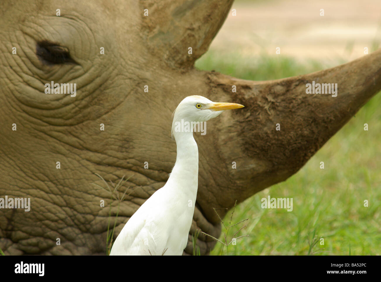 White rhino (Ceratotherium simum) with cattle egret (Bubulcus ibis) Stock Photo