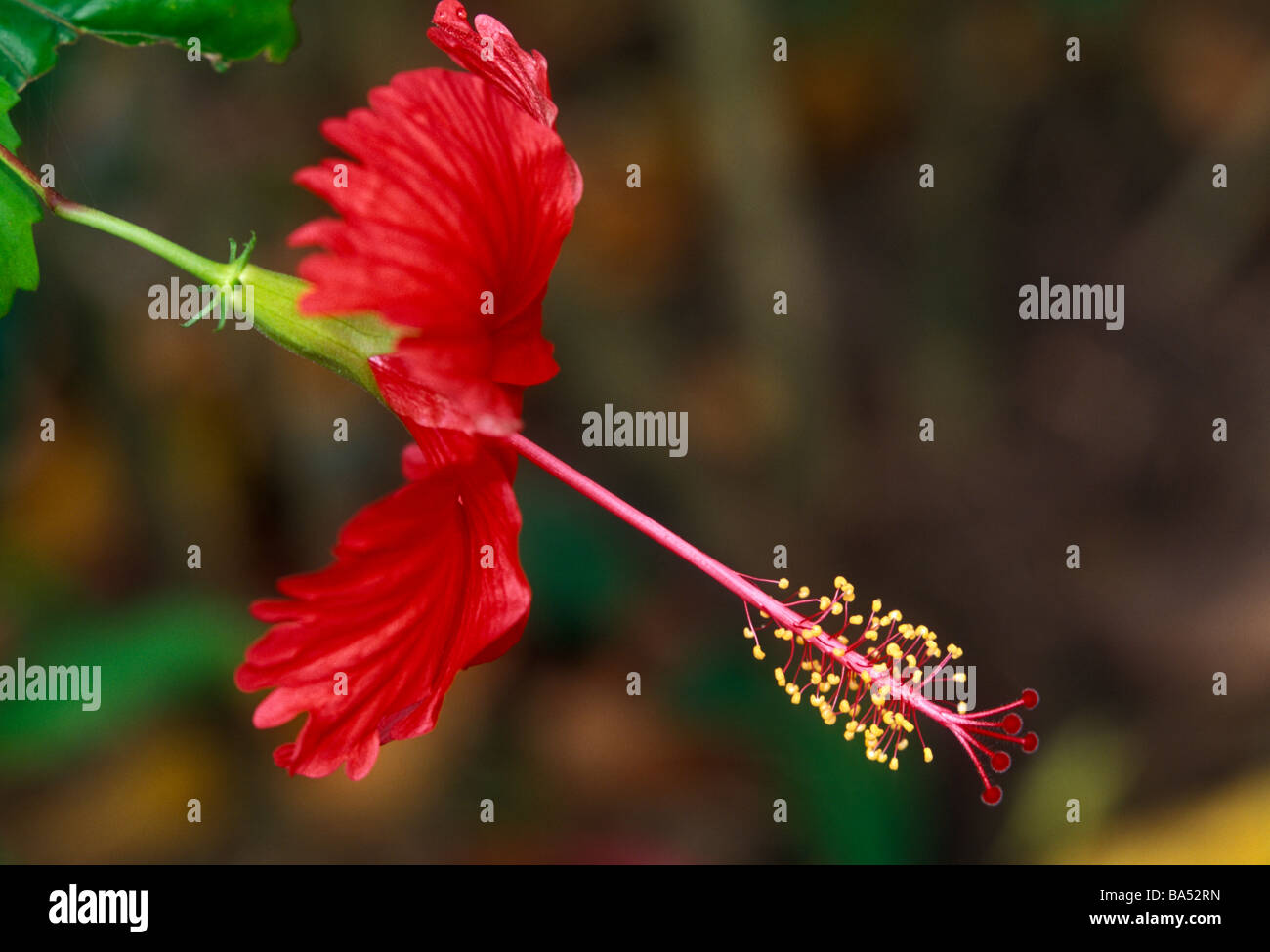 Hibiscus flowering hires stock photography and images Alamy