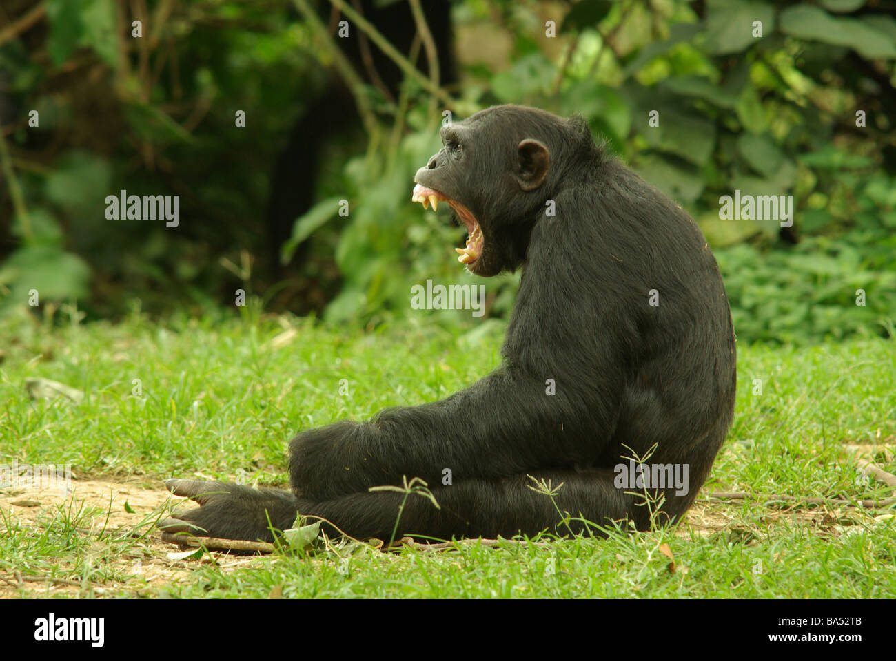 Chimpanzee  - Pan troglodytes Stock Photo