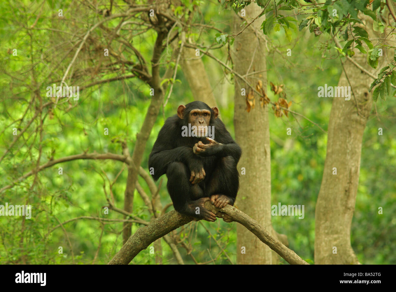 Chimpanzee - Pan troglodytes Stock Photo