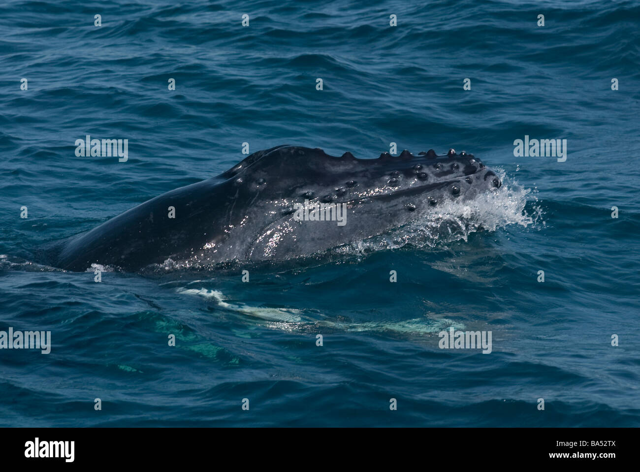 Baby Humpback Whale Stock Photo - Alamy