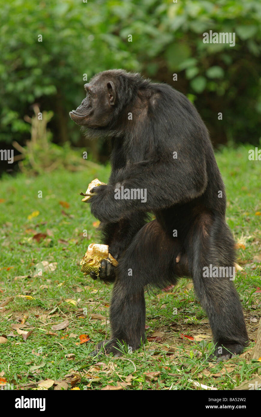 Chimpanzee with jacfruit (Pan troglodytes) Stock Photo