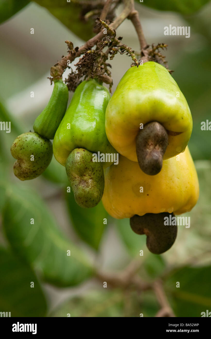 Yellow and Green Cashew Fruit Stock Photo Alamy