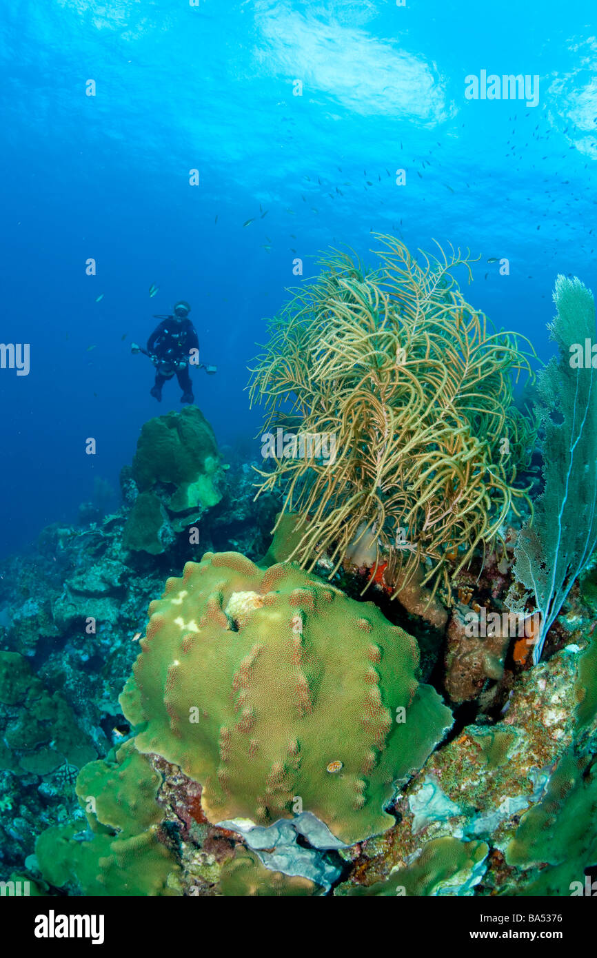 Diver approaches head of Blushing star coral (Stephanocoenia intersepts). Stock Photo