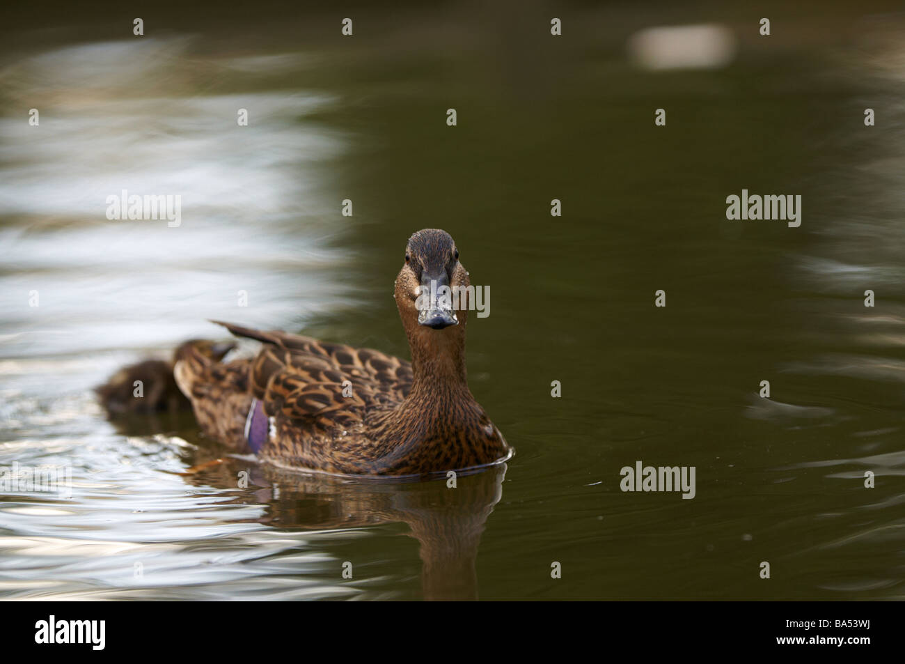 Ducklings swimming Anas platyrhynchos Stock Photo