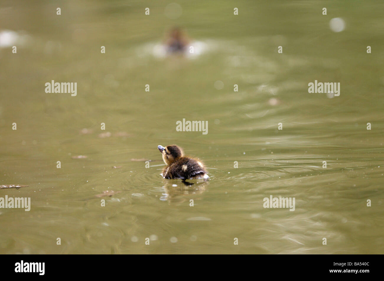 Ducklings swimming Anas platyrhynchos Stock Photo