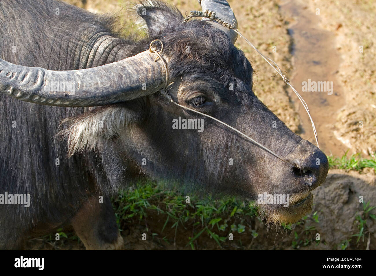 Water buffalo used for farming and transportation near Hue Vietnam Stock Photo