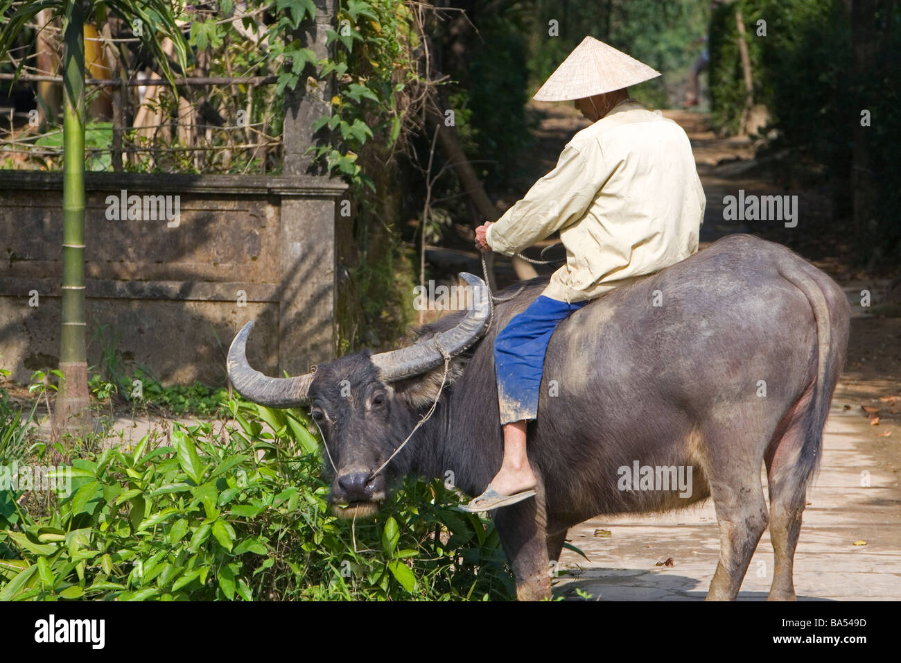 Vietnamese farmer riding a water buffalo near Hue Vietnam Stock Photo