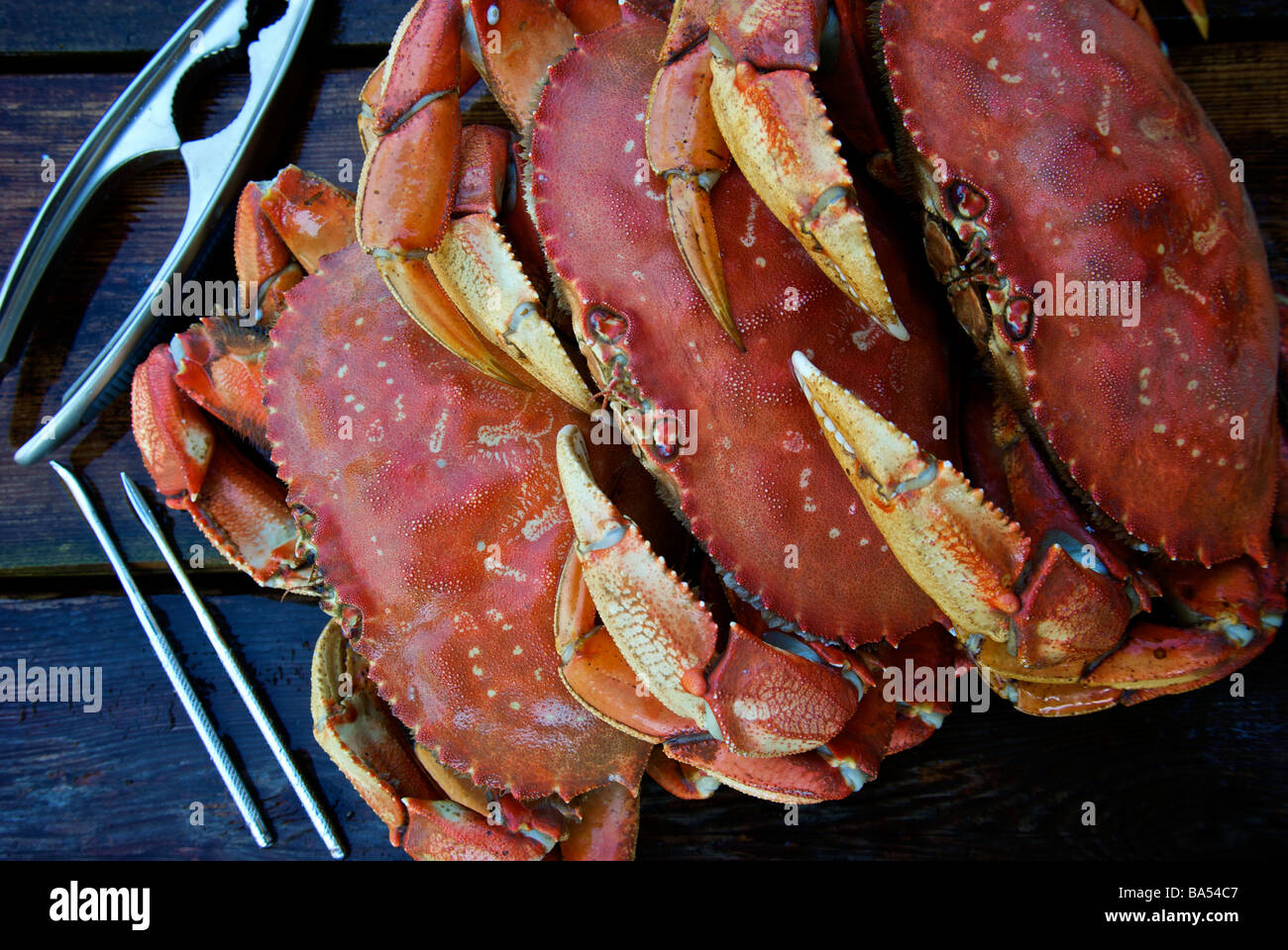 Whole cooked northwest Pacific Ocean Dungeness crabs on wet wooden dock