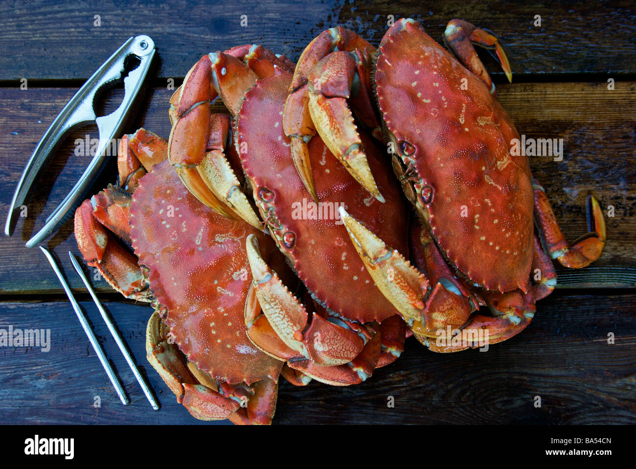 Whole cooked northwest Pacific Ocean Dungeness crabs on wet wooden dock