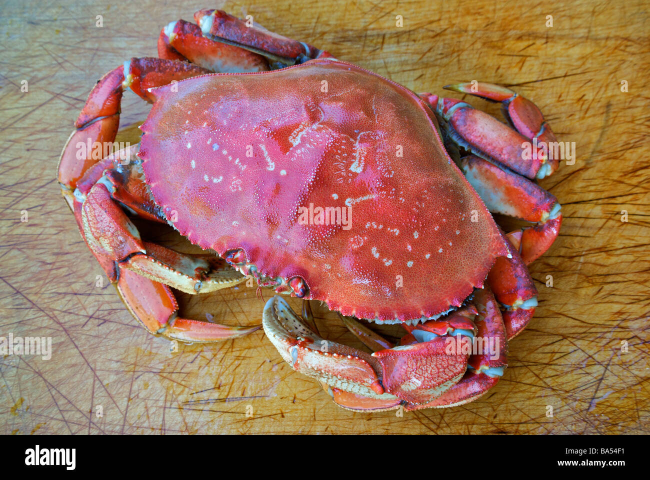 Whole cooked Dungeness crab on wooden cutting board ready to crack and