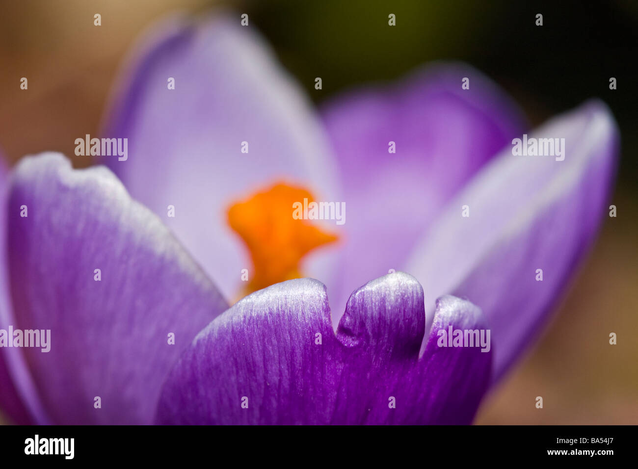 Macro image of a crocus flower Stock Photo