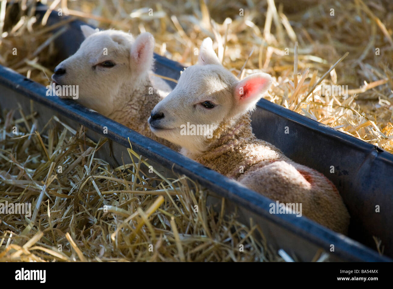 Lambing time in spring North Yorkshire UK England Stock Photo