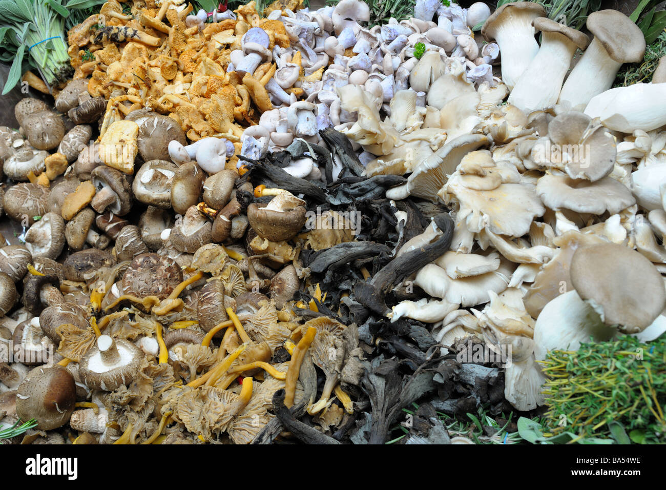 Arrangement of assorted funghi on a market stall Stock Photo