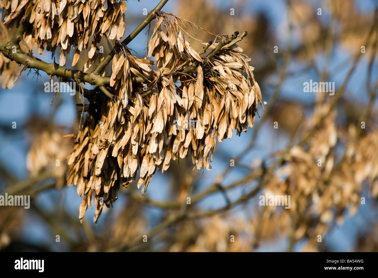 Ash tree seeds Stock Photo Alamy
