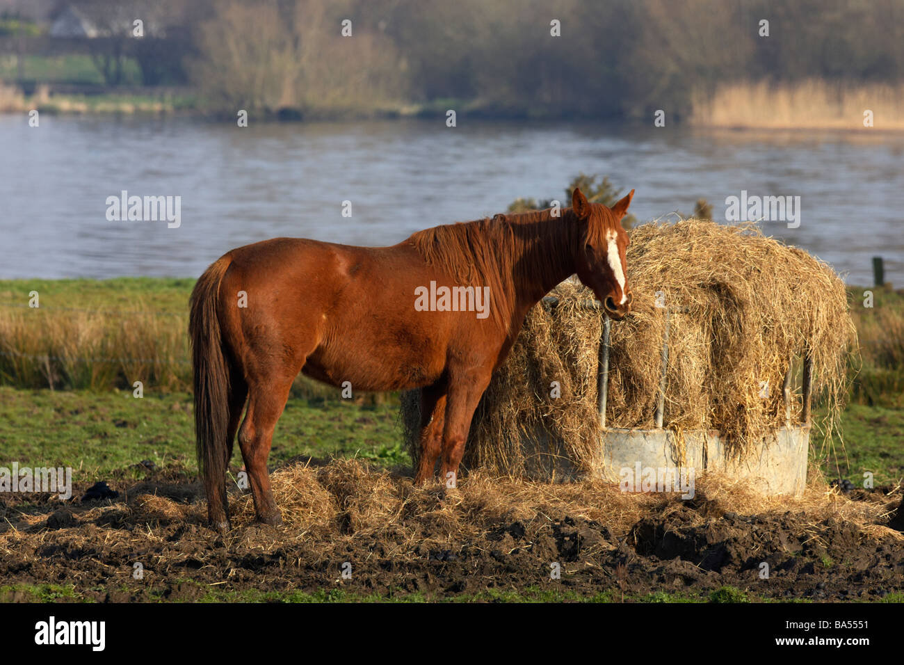 chestnut coloured horse eating from pile of hay in a field in county antrim northern ireland uk Stock Photo