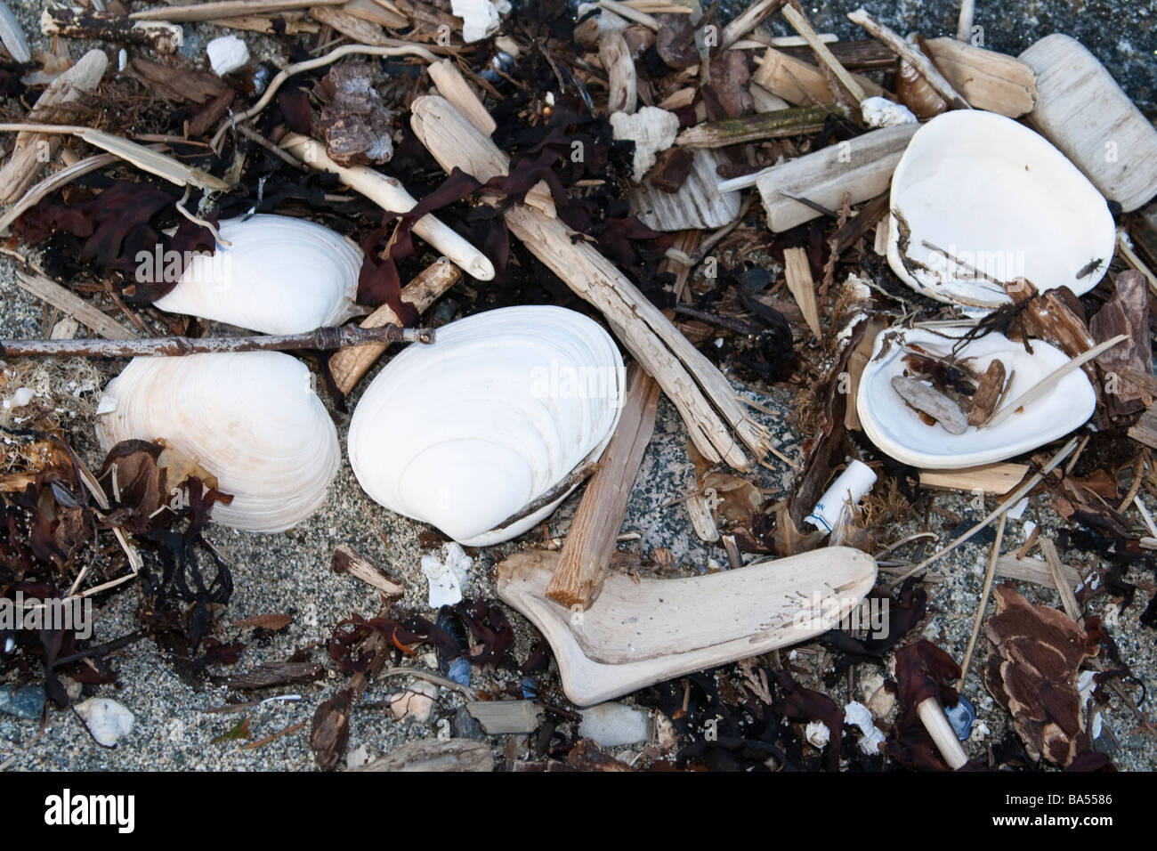 A collection of items washed up on the shore Stock Photo Alamy