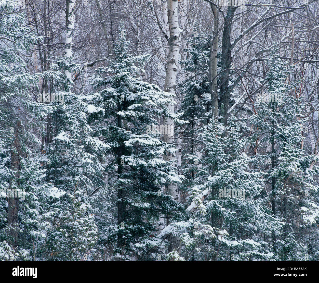 northern forest, Door County, Wisconsin Stock Photo