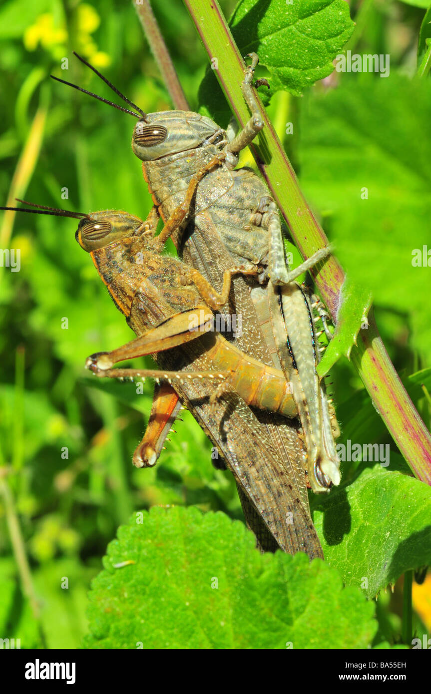 Arthropods arthropoda hires stock photography and images Alamy