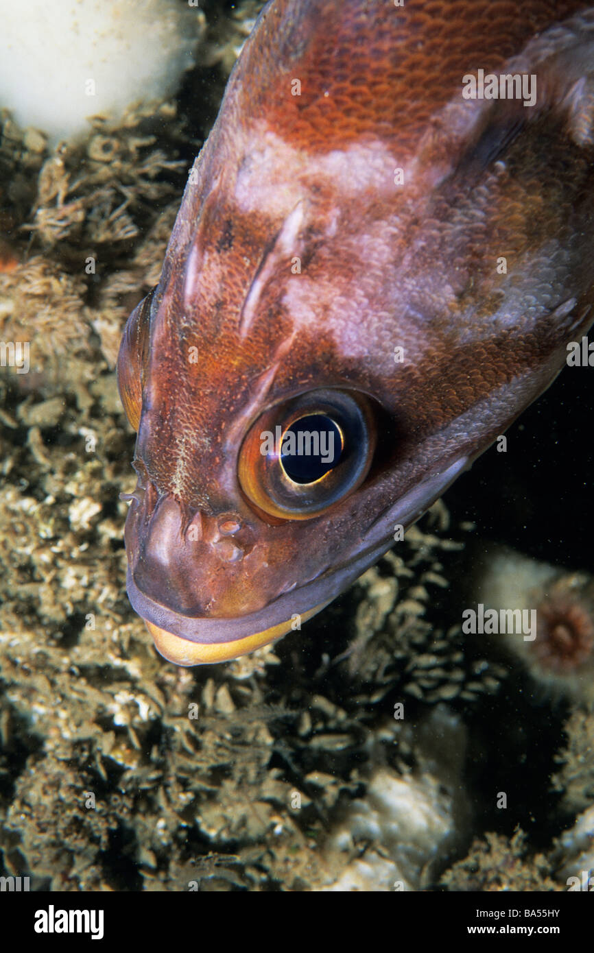 Redbanded rockfish hires stock photography and images Alamy
