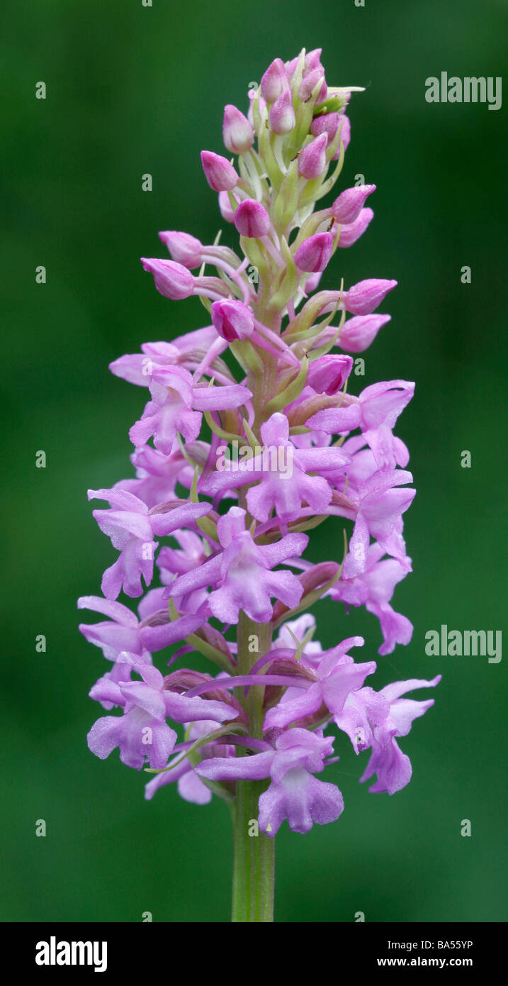 Fragrant Orchid, Noar Hill, Selborne, Hampshire, England UK Stock Photo