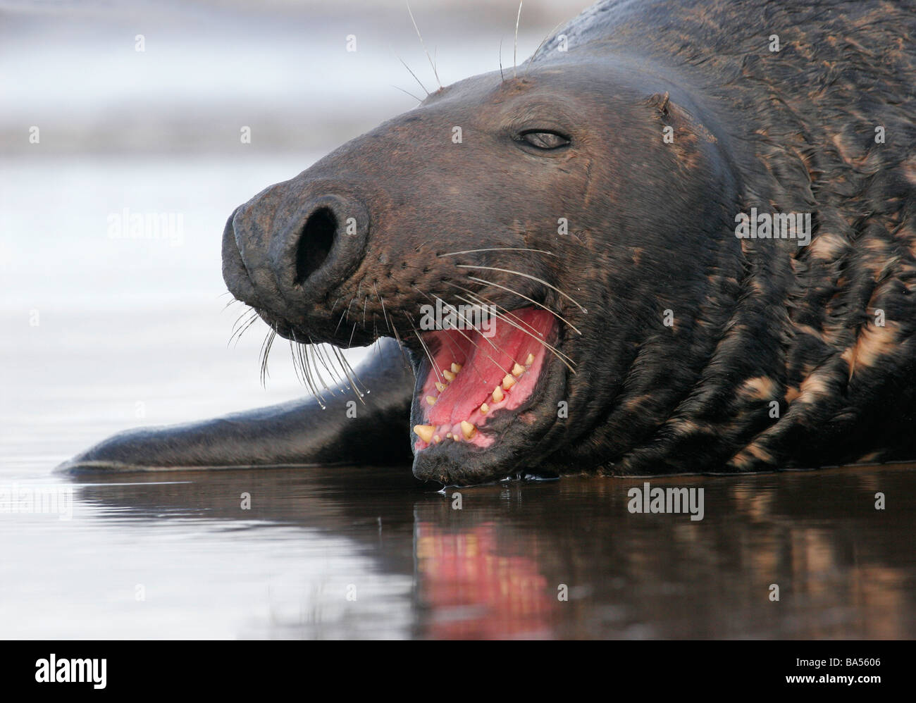 Bull Grey Seal yawning, Halichoerus grypus. Donna Nook, Lincolnshire, UK Stock Photo