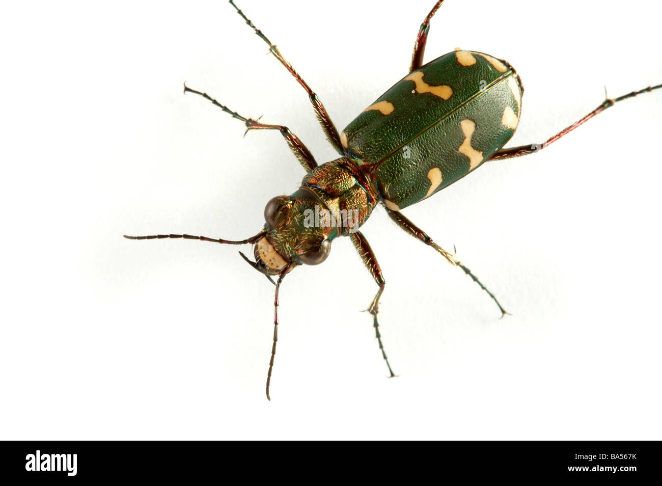 Huge family Cut Out Stock Images