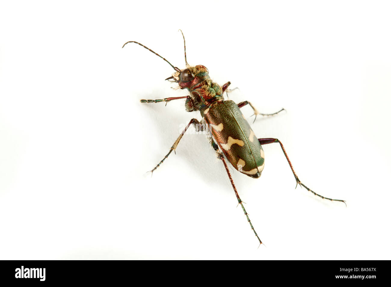 Huge family Cut Out Stock Images