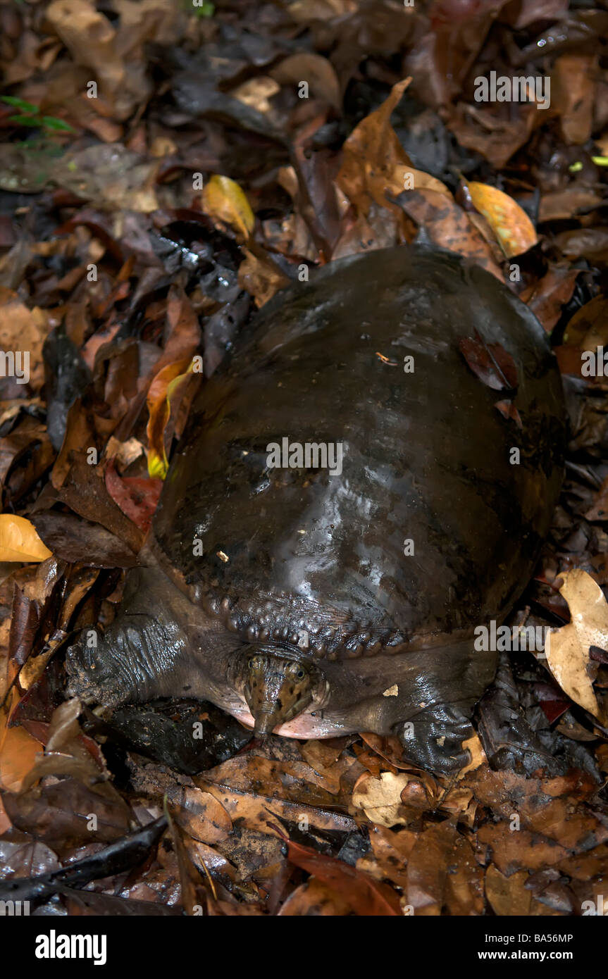 Wild Asiatic or Asian soft shell turtle Amyda cartilaginea In Pang Sida National Park Sakeo Thailand April 2009 Stock Photo
