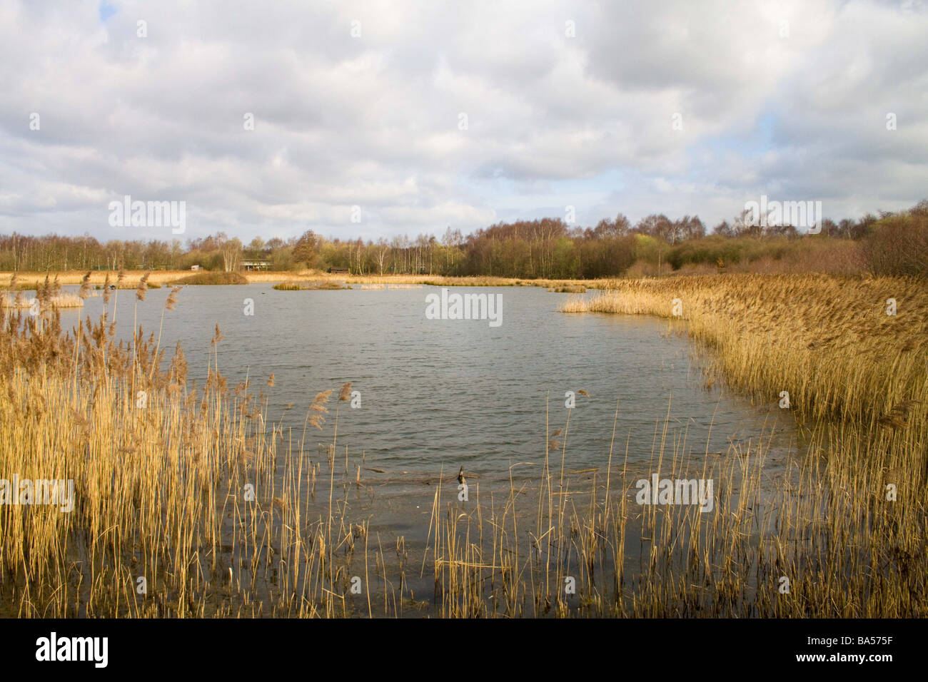 willows pool