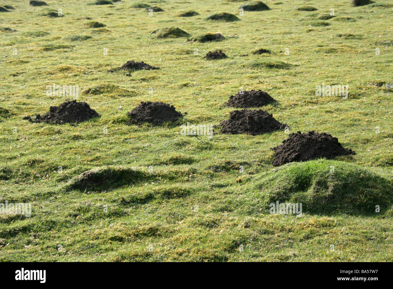 A Field Full of Fresh and Old Mole Hills Stock Photo