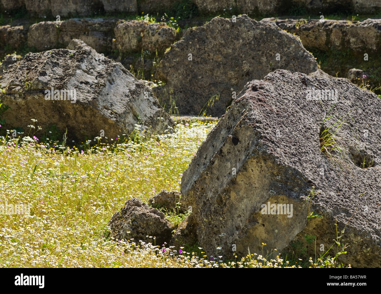 Fallen column drums amongst the spring wild flowers at the Temple of Zeus at ancient Olympia Peloponnese Greece Stock Photo