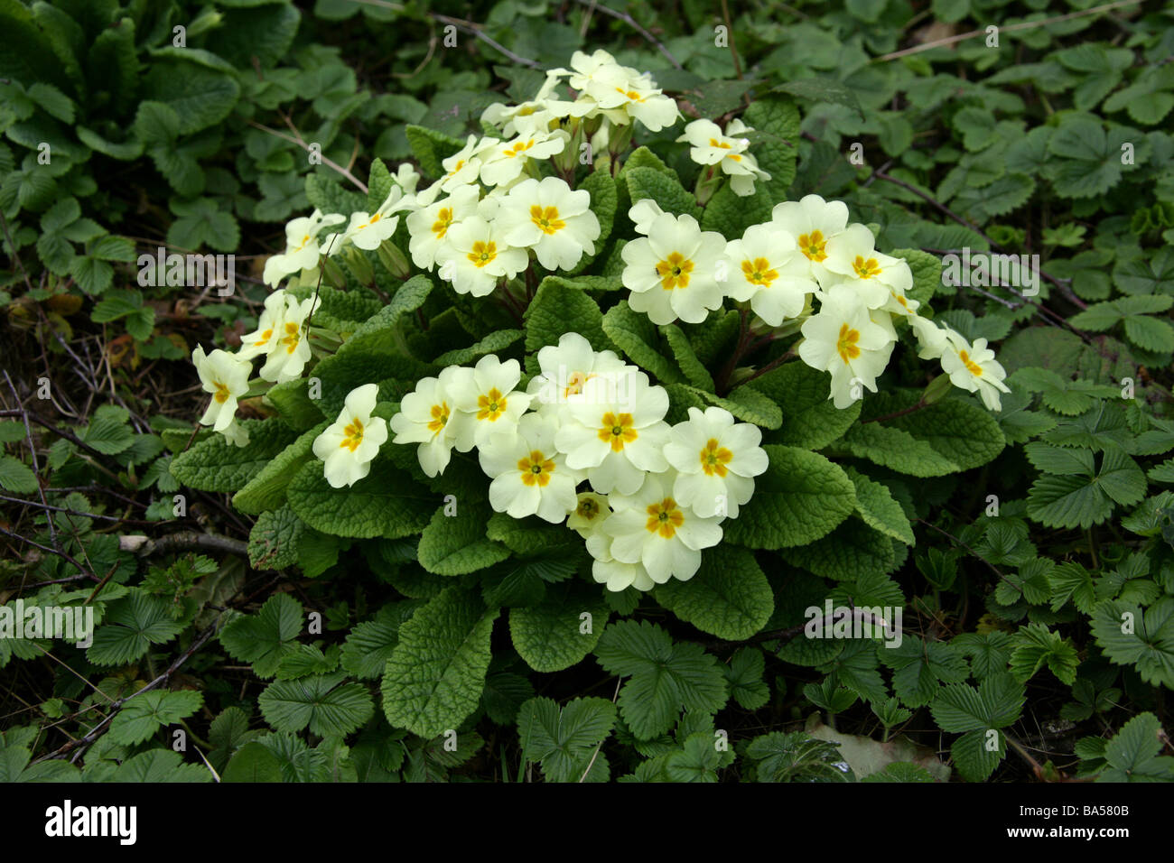 Common Primrose Primula Vulgaris Primulaceae British Wild Flower Stock Photo