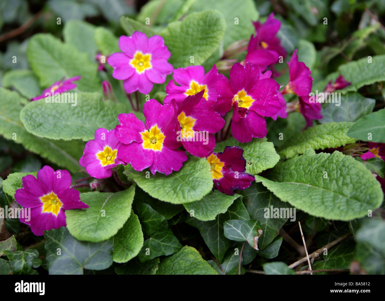 Magenta Coloured Garden Primulas, Primulaceae Stock Photo