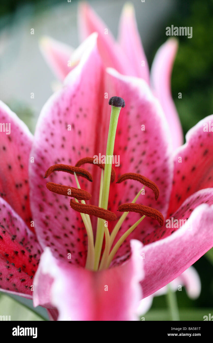 Lilium hybrid lily stargazer pink and white Stock Photo