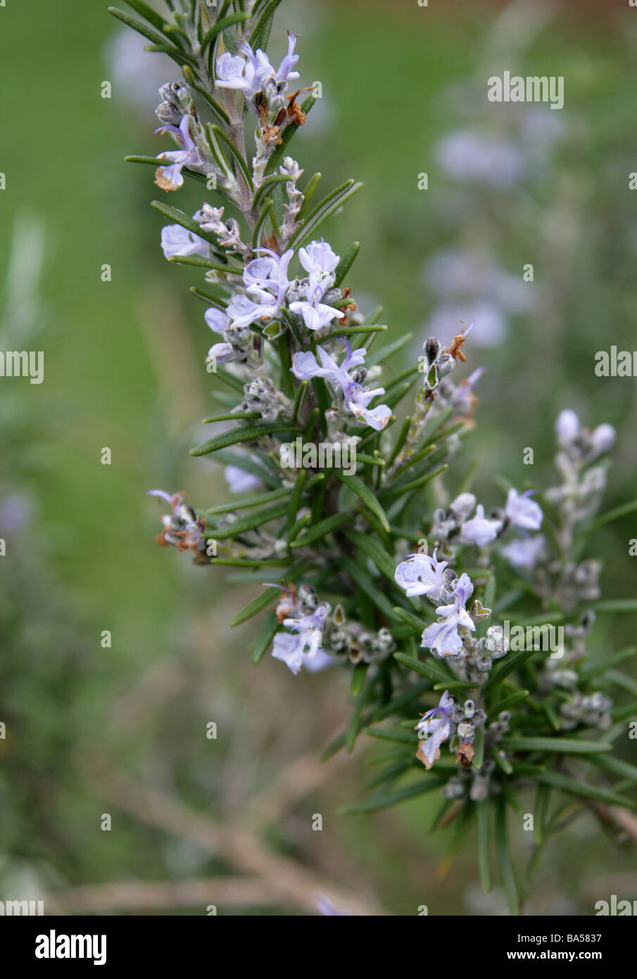 Rosemary, Rosmarinus officinalis, Lamiaceae Stock Photo