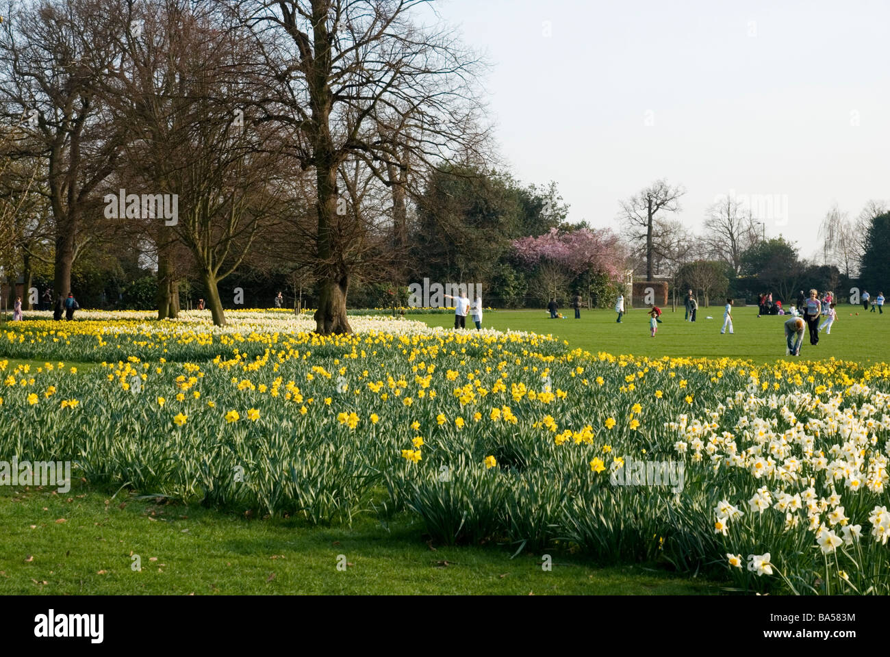 Daffodils are blooming at spring time in Greenwich Park, London England UK Stock Photo Alamy