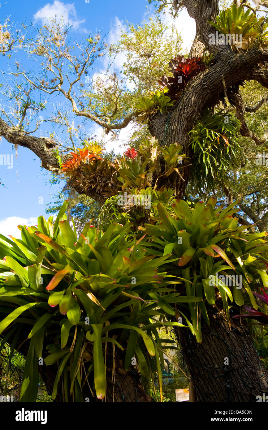 Bromeliads Selby Botanical Garden Sarasota Florida Stock Photo