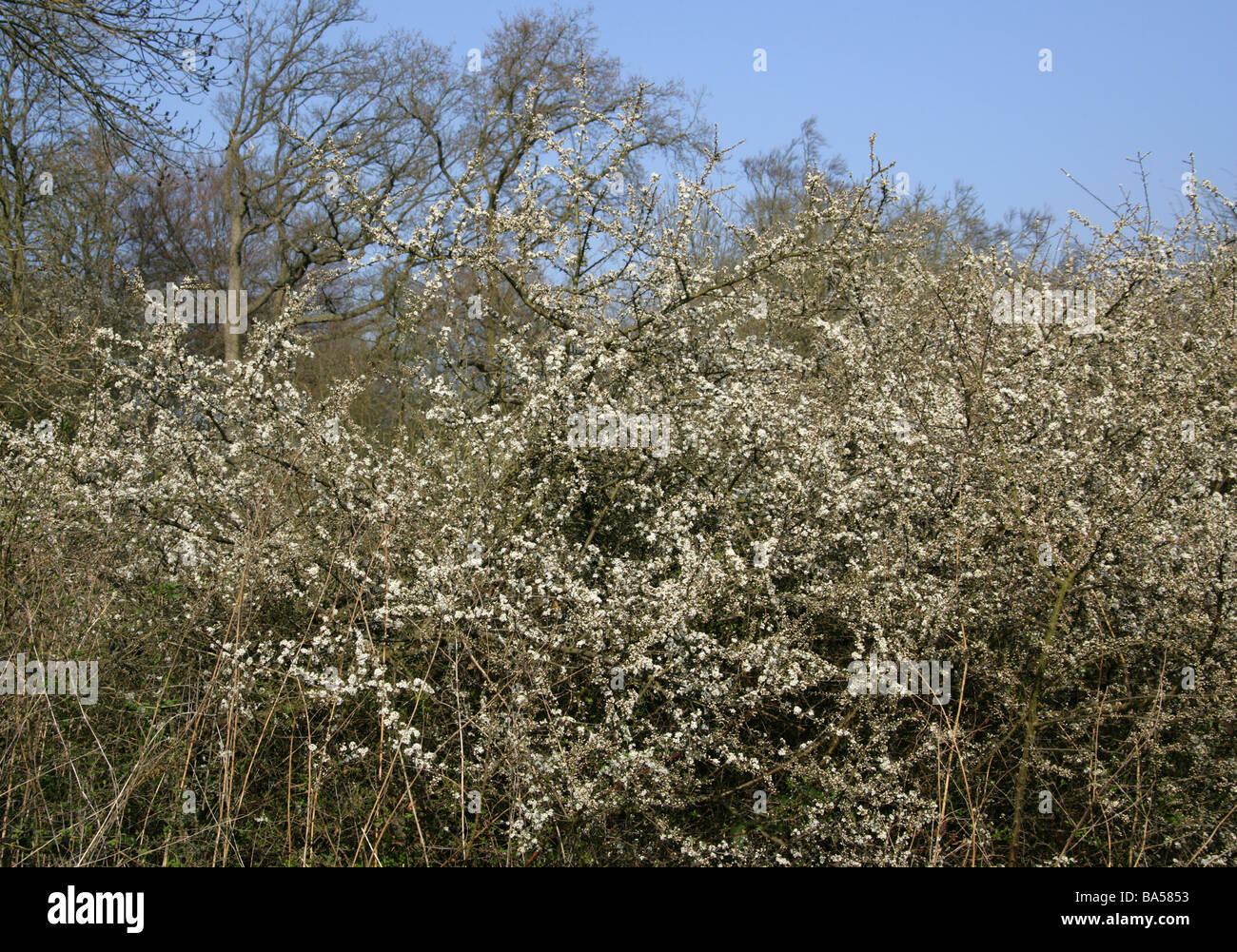 Flowers of the Blackthorn Tree, Prunus spinosa, Rosaceae Stock Photo