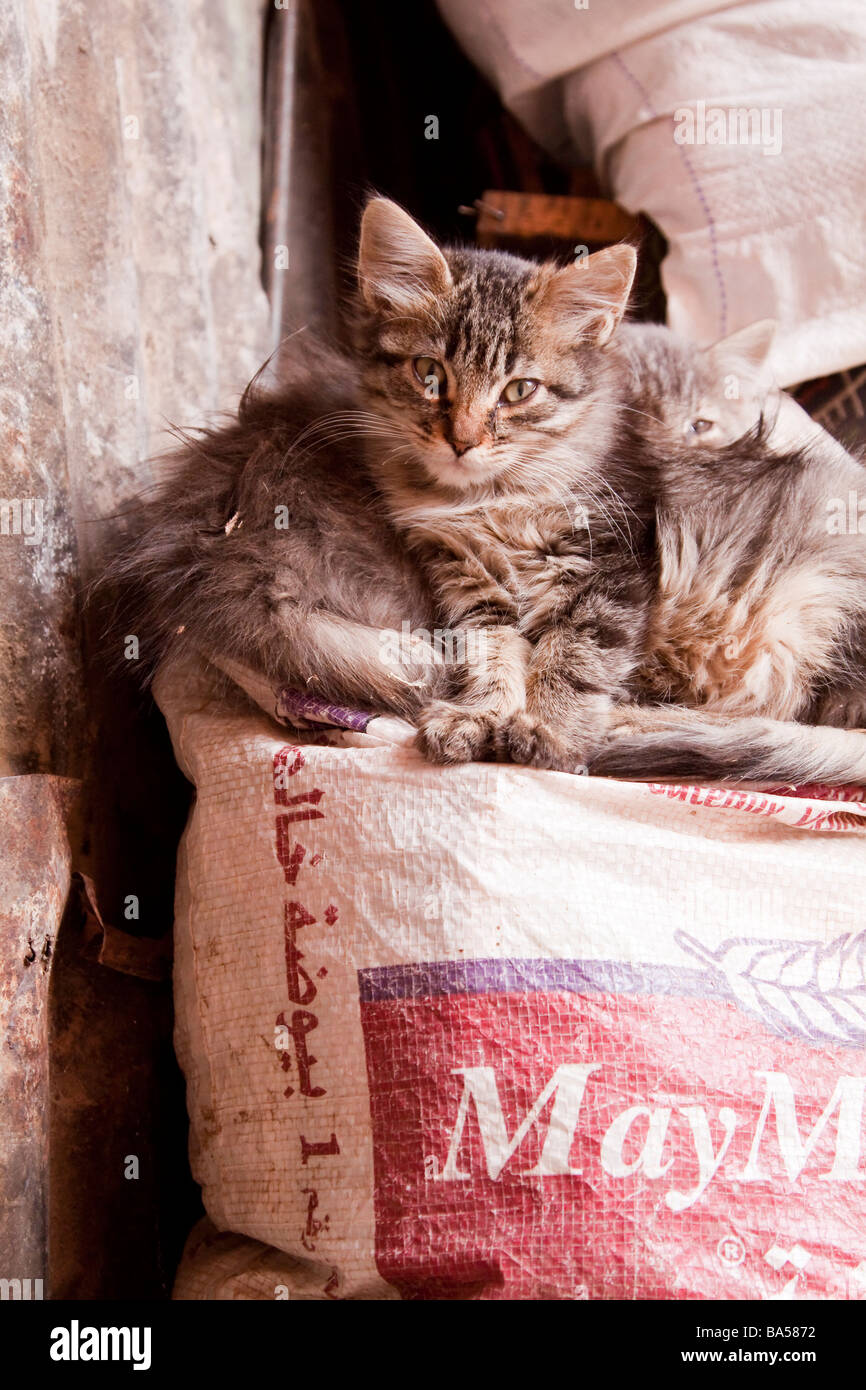 Stray cats kittens in a quiet corner of the souks in the Medina
