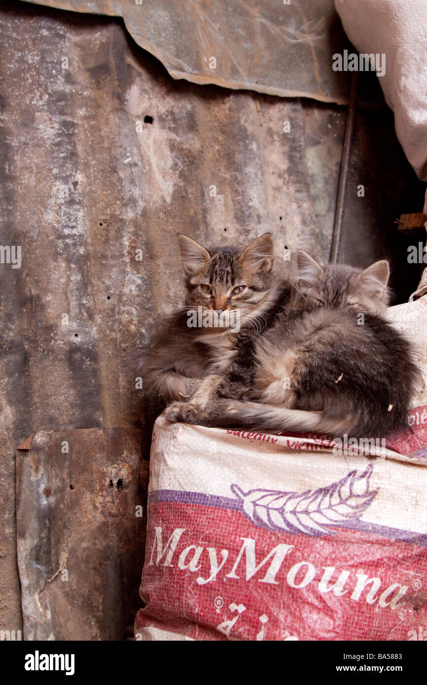Stray cats kittens in a quiet corner of the souks in the Medina, Marrakech Stock Photo Alamy