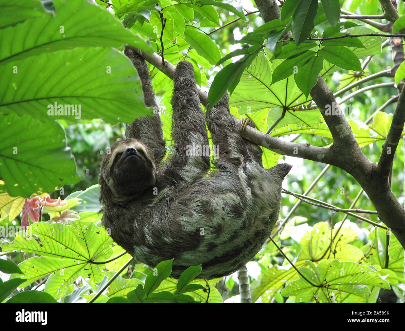 res stock photography and images Biology Diagrams