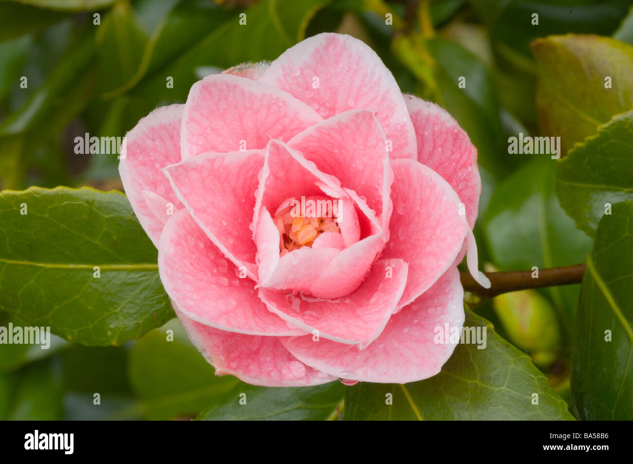 Pink and White Camellia Japonica Spring Camellias Stock Photo